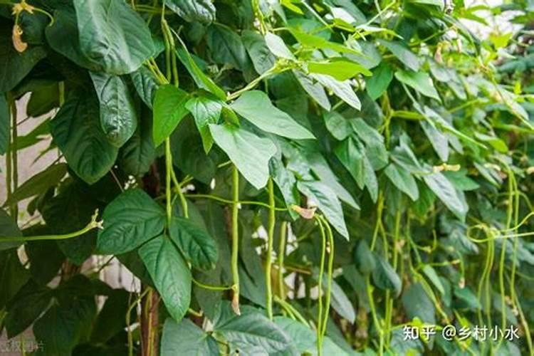 在阳台种菜最好的是用什么肥料