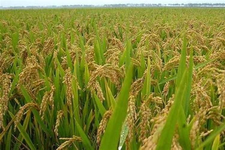 水稻打苞其间植株发黄追什么肥料？