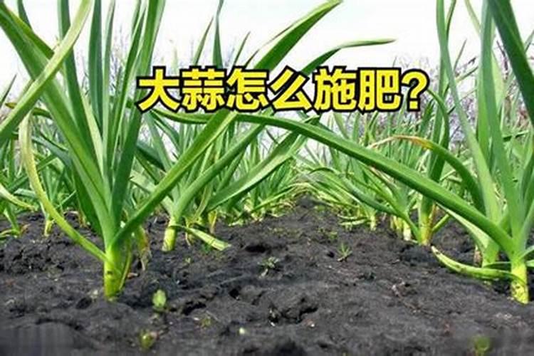 大蒜抽苔前冲施什么肥料好