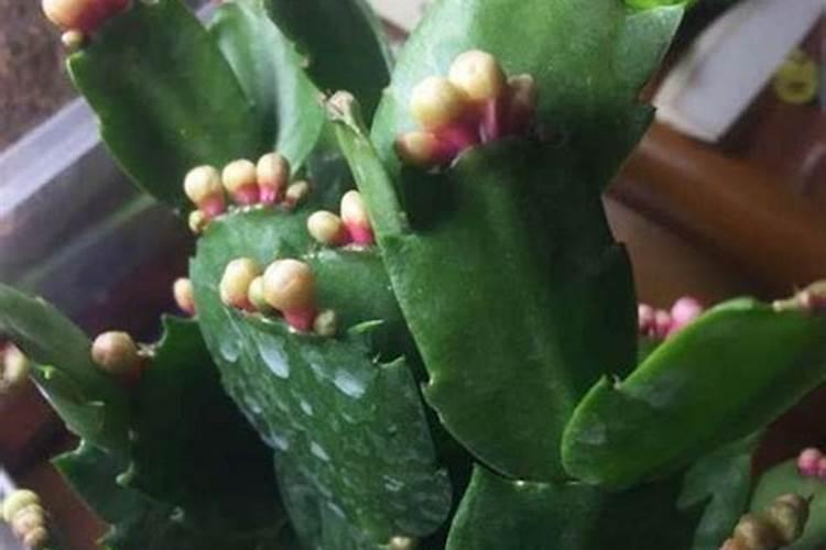 食用油可以作为肥料吗