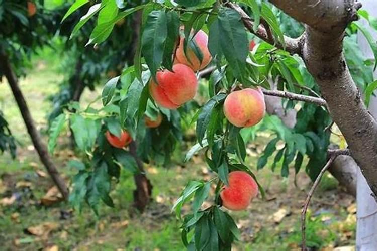 果树夏季施肥最佳时间是几月份