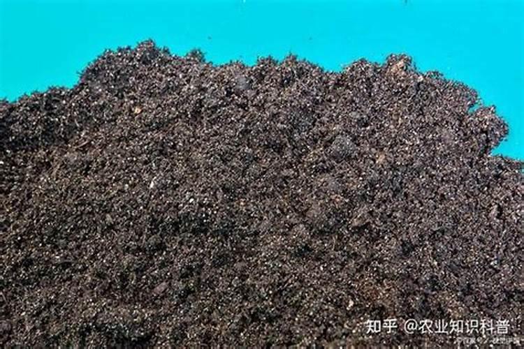 竹子是怎么长成竹林的？