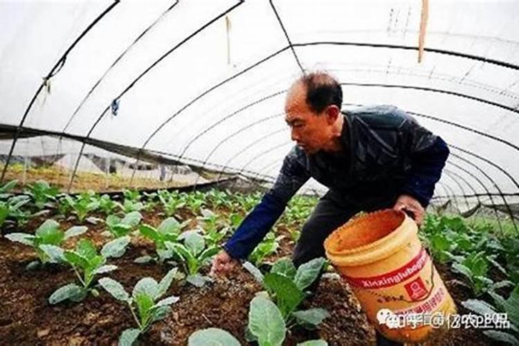 硝酸磷肥的优点和缺点有哪些