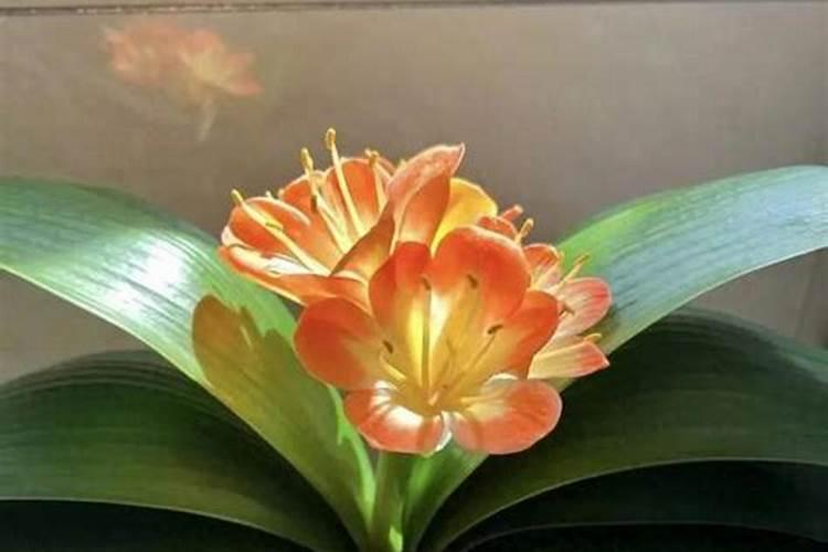 把花的肥料溶于水中再浇花可以吗？