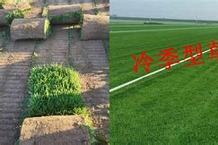 冷季型草坪如何安全越夏？