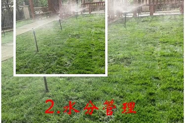 草坪需要施什么肥料好