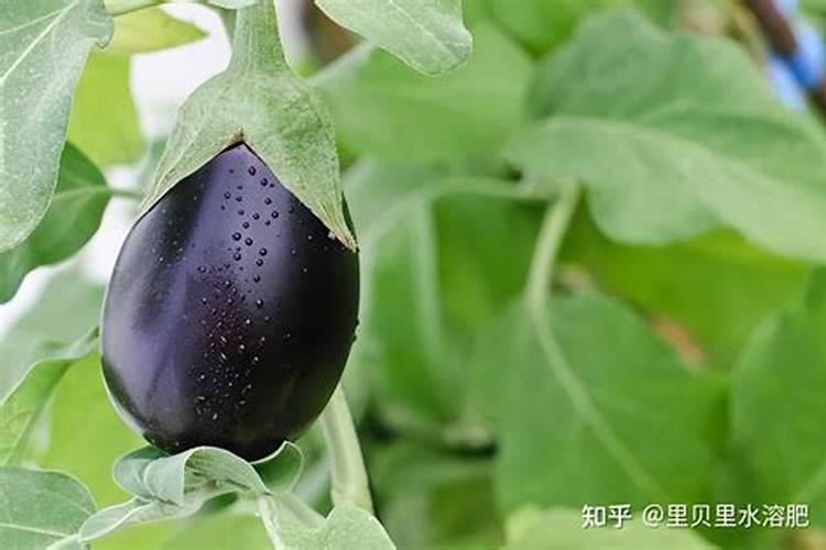 茄子高产用什么叶面肥好？茄子促花保果根茎块膨大素？
