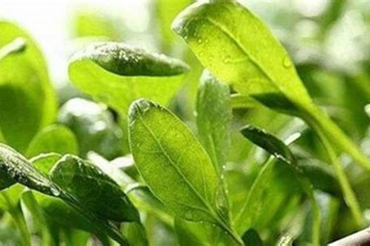 菠菜施加哪种肥料能促使其快速生长