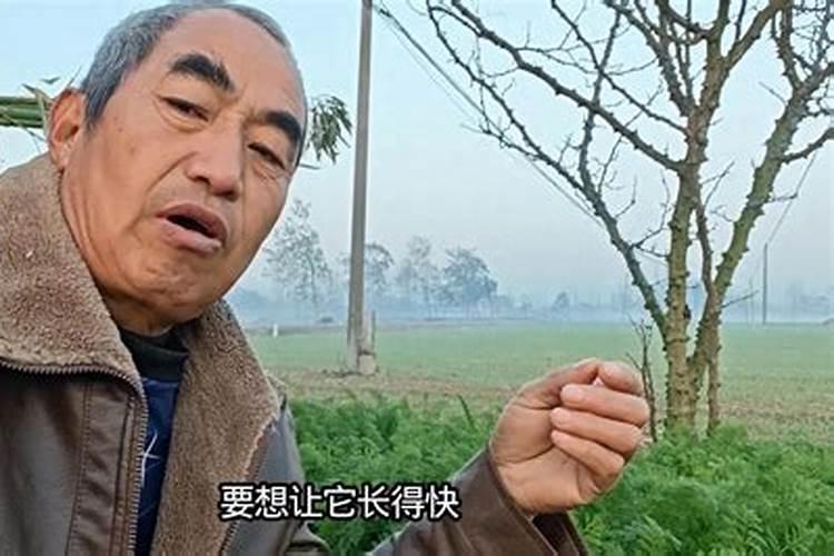 醋在茄子种植中的作用