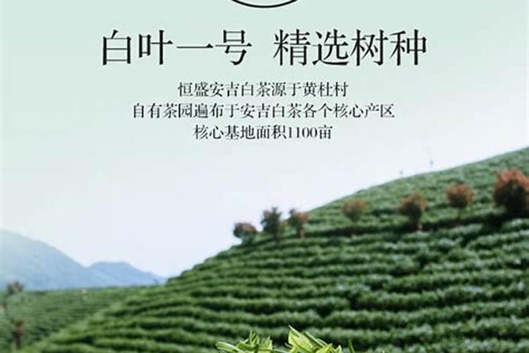 安吉白茶冬天要喷叶面肥吗