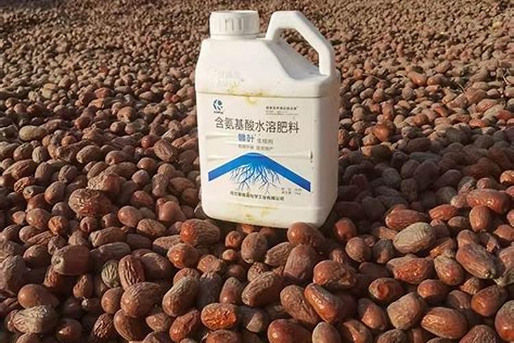 枣树用什么叶面肥增产、着色效果最好,应该什么时候用？