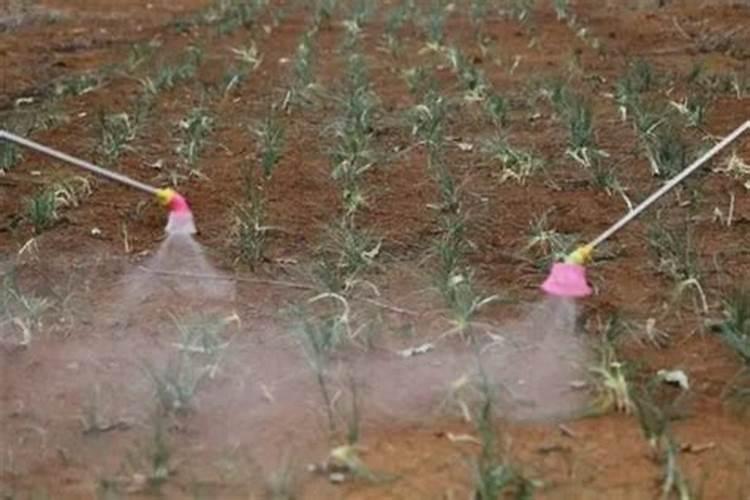 玉米追完肥后多长时间可以喷叶面肥？