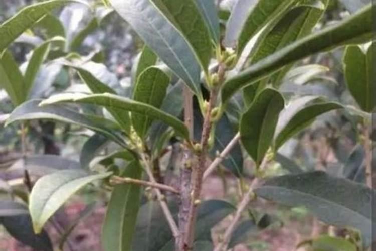 桂花施肥过多或者农药中毒怎么办