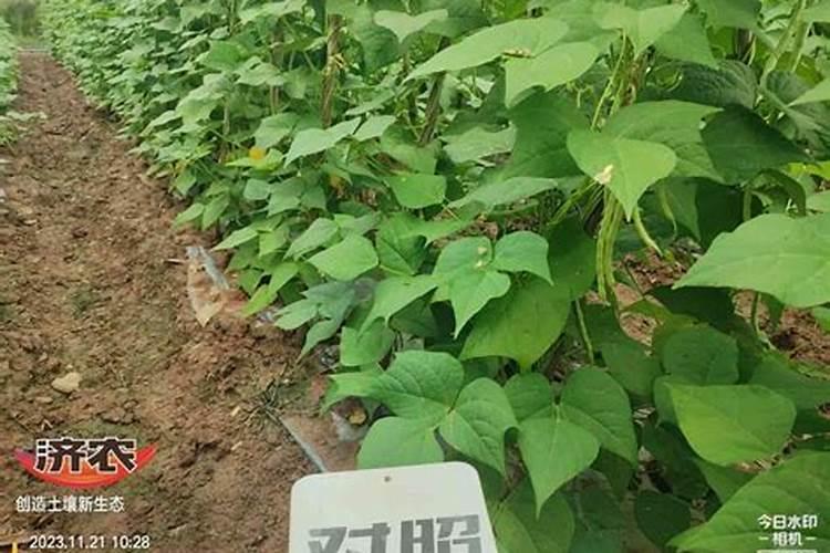 芸苔素对植物生长有什么作用？