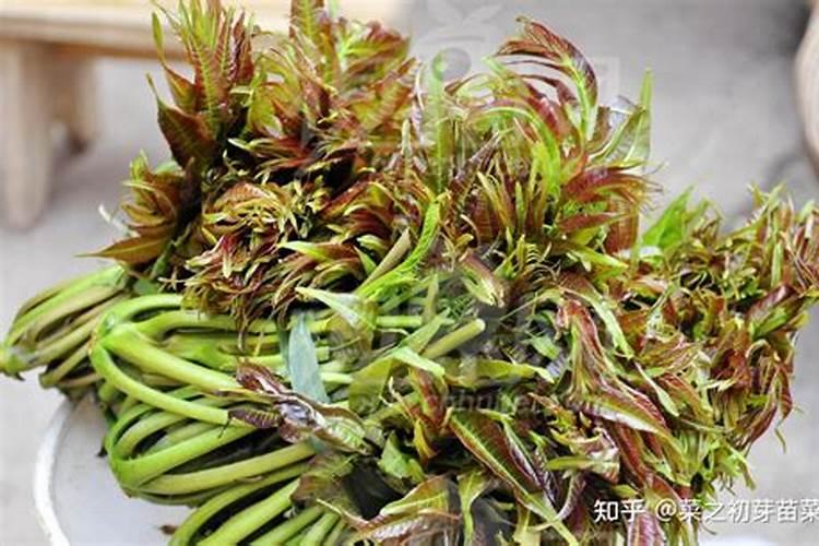 香椿苗怎么种植