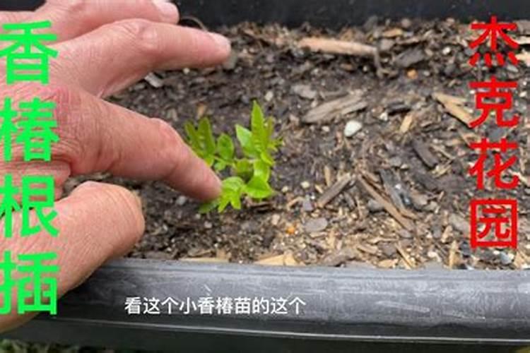 香椿什么时候种植最佳呢(浅谈香椿栽培管理)