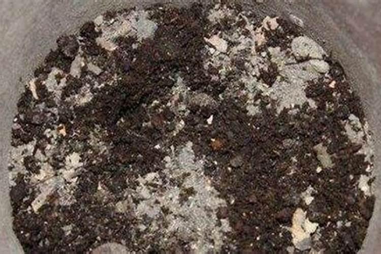 茉莉花最简单施肥方法