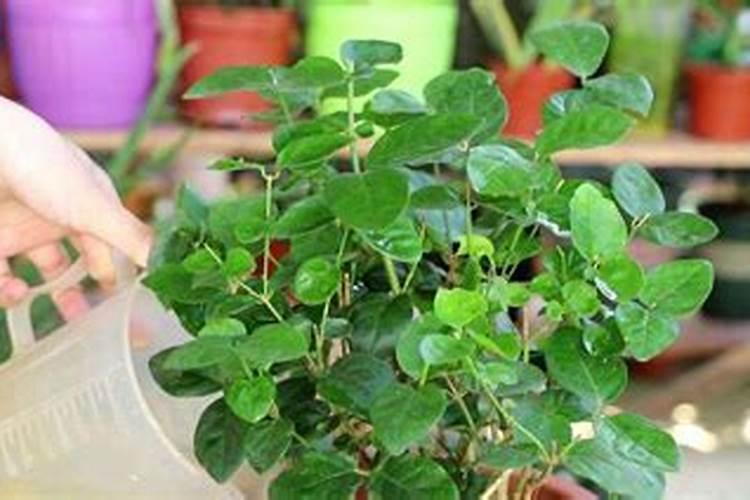 茉莉花四季怎么施肥
