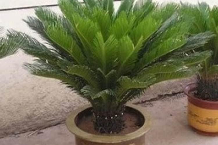 铁树用什么肥料