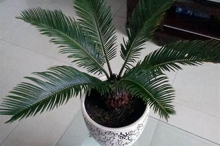 给铁树施肥的注意事项