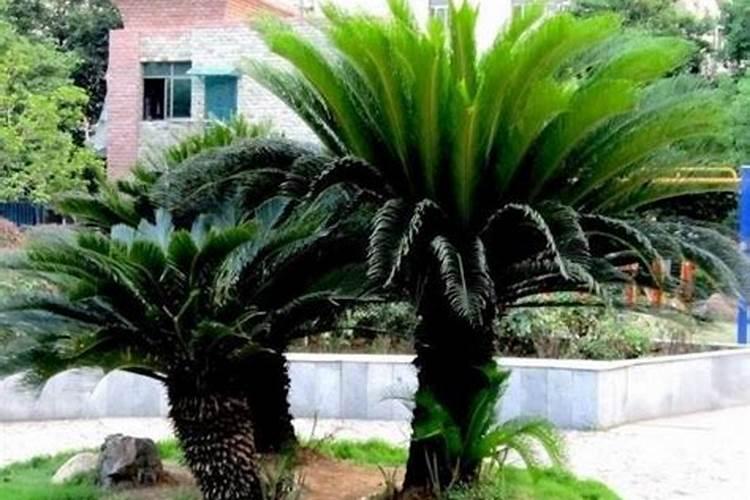 给铁树施肥的注意事项