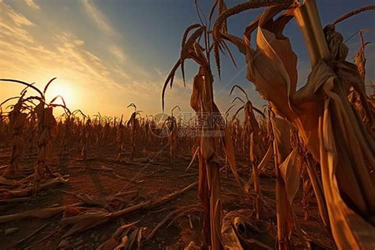 如何分辨肥料的好坏？