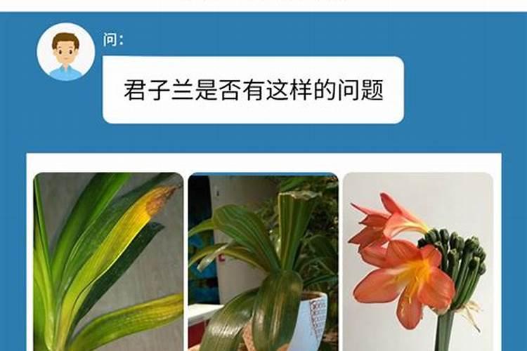 如何才能促进君子兰的根系生发？