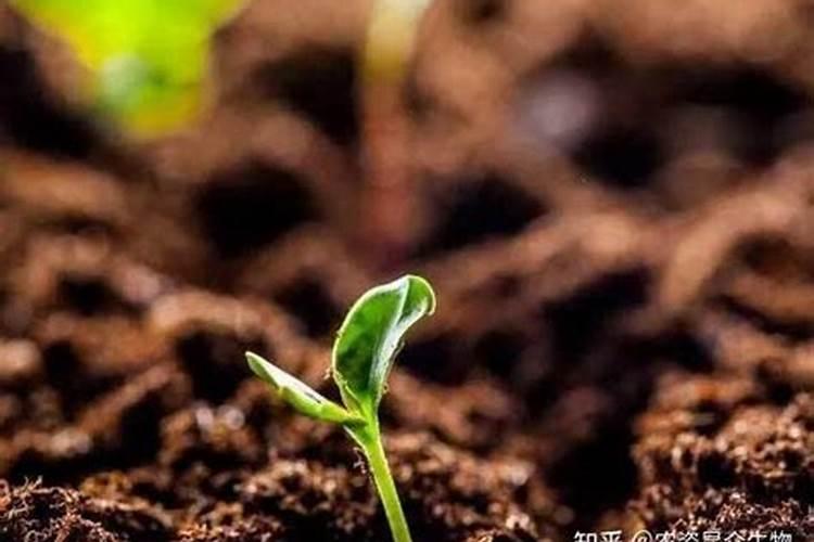 矿源黄腐酸钾对棉花的作用？黑金晶冲施矿源一亩地多少用量