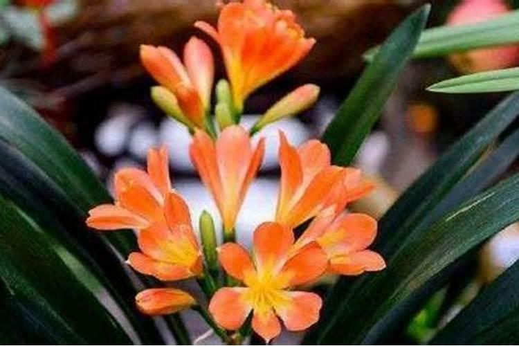 君子兰腰肥可以给别的花用吗