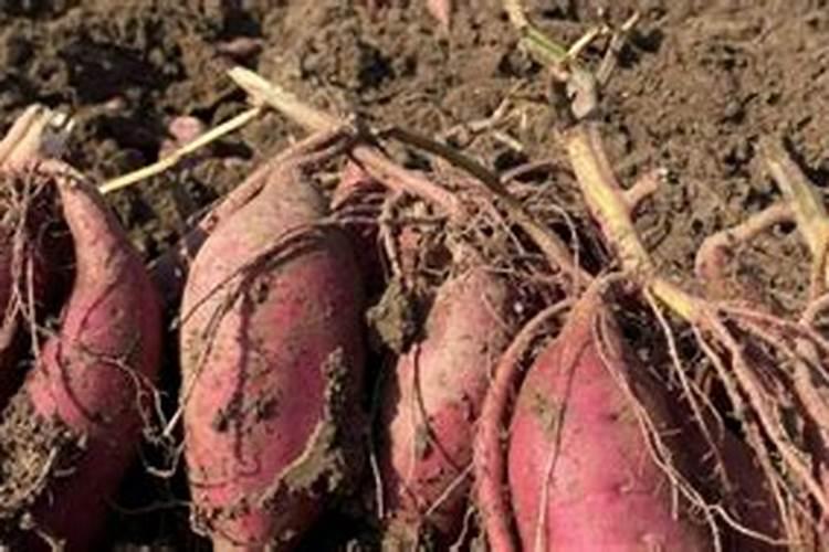 种红薯如何使用钾肥