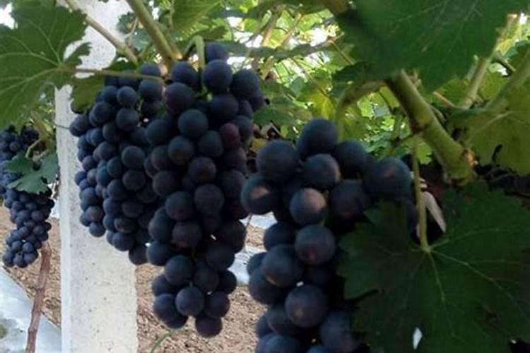 夏黑葡萄后期管理