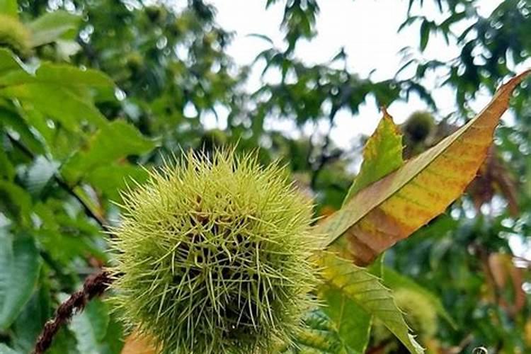 硼砂水浓度高怎么办