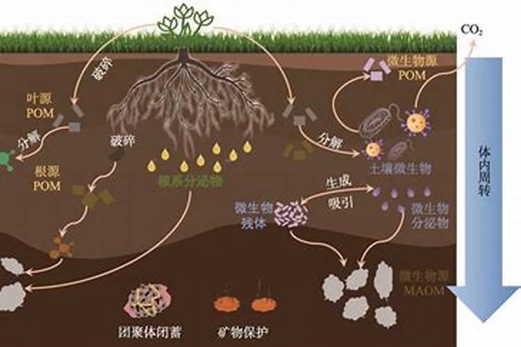 腐植酸肥料的作用