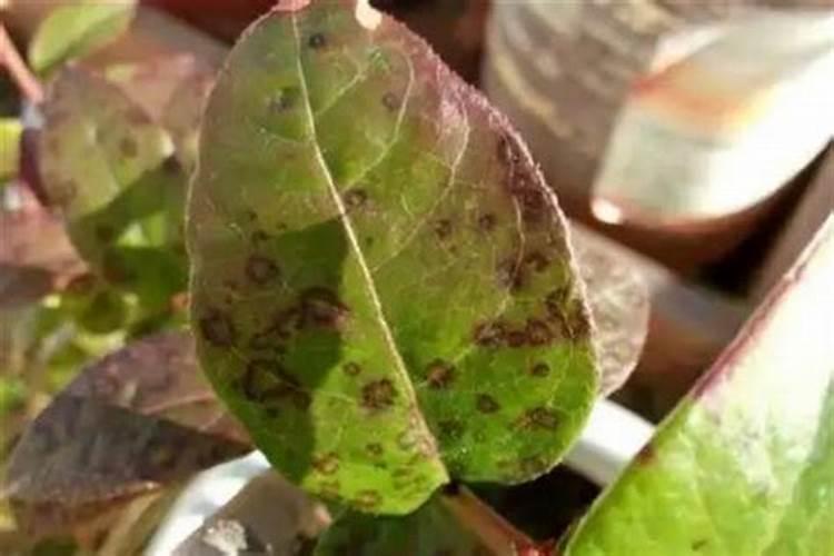 老虎硫对蓝莓的毒性有多大