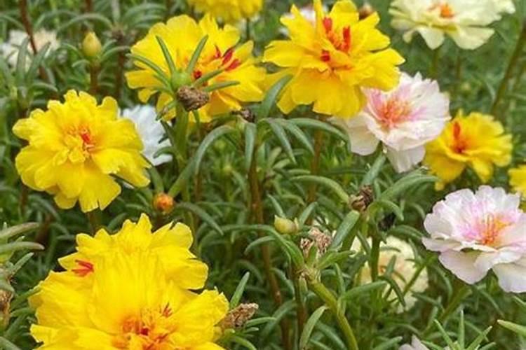 高钾肥适合浇什么花