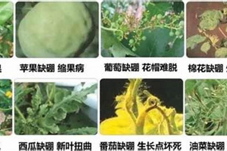 哪些土壤和作物容易缺硼？