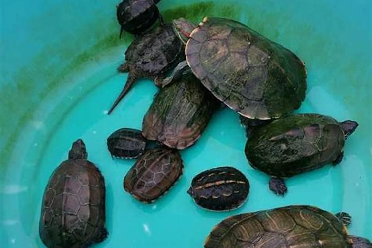 粪水发酵后能做肥料吗