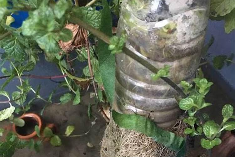 黄喉拟水龟的环境布置