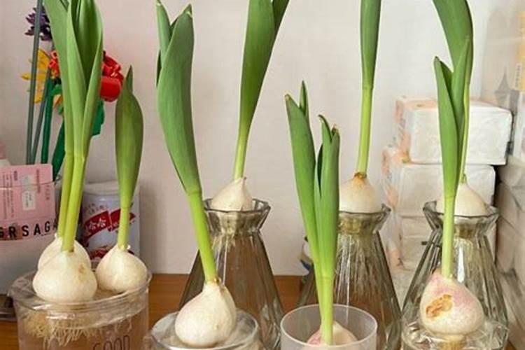 每天认识一种花Day7郁金香