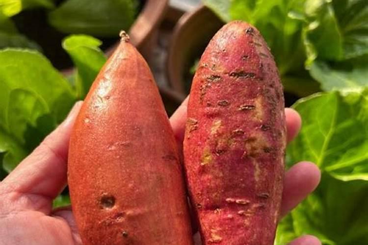 烟薯用磷酸二氢钾控旺效果好吗