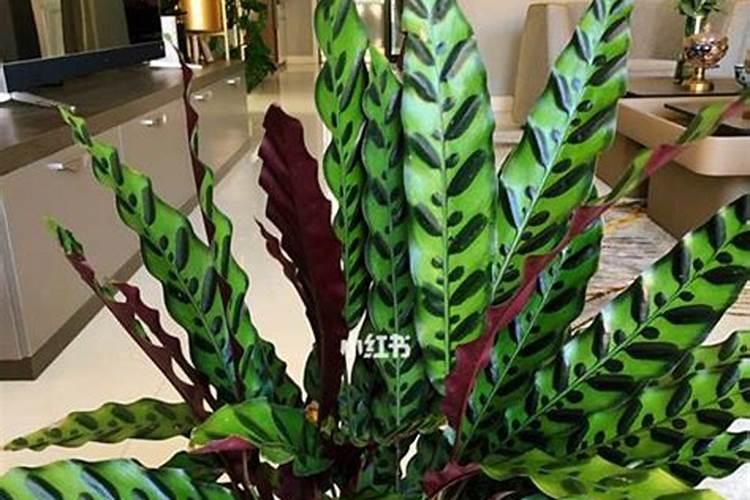 青苹果竹芋的种植养护及注意事项