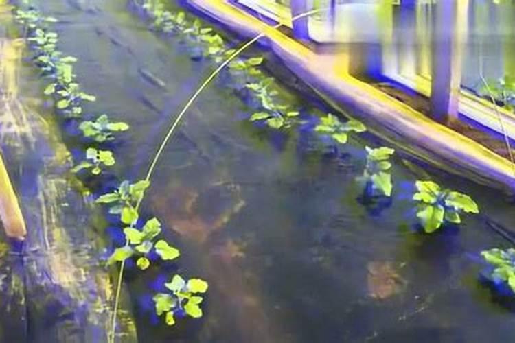 从发的茄子苗适合浇什么肥