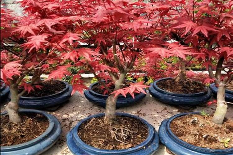 红枫最喜欢什么肥料 施肥技巧有哪些