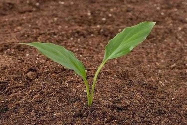 让土壤变疏松的办法