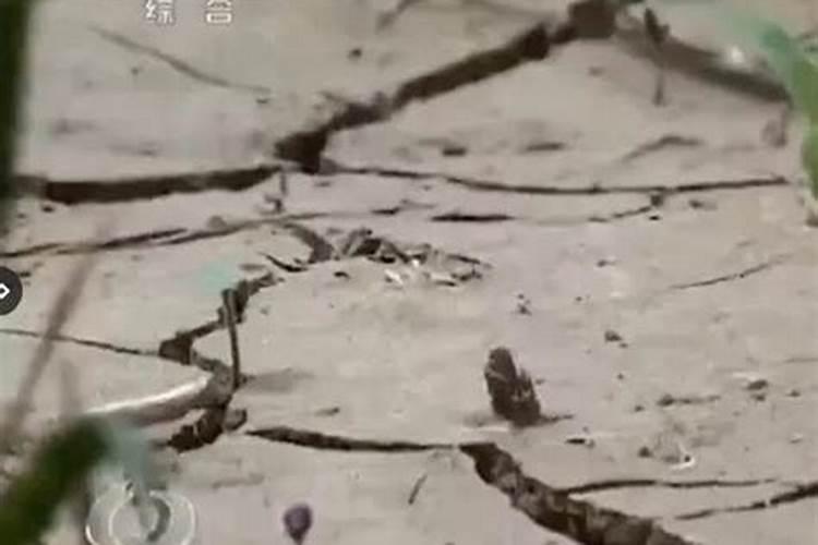 种植辣椒时施肥不当,会造成哪些后果？