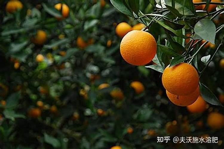 柑橘如何施肥？