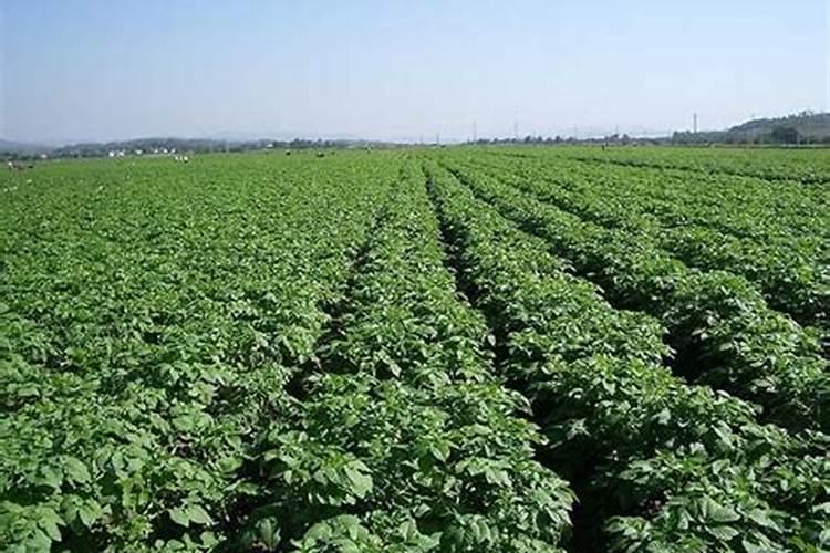 种洋芋用什么肥料好 用这些肥料种洋芋来年大丰收