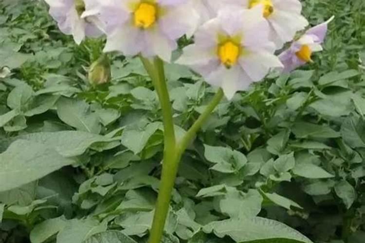 种洋芋用什么肥料好