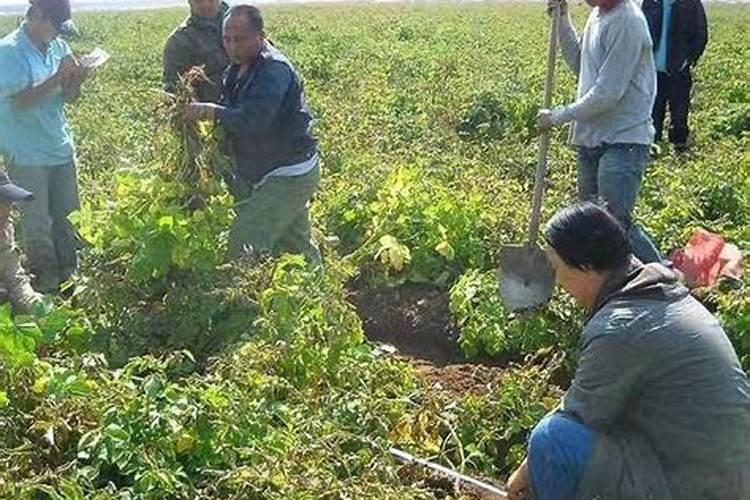 洋芋种植时间和方法