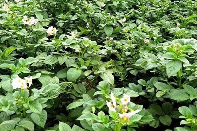 洋芋追肥用什么肥料好 注意事项有哪些